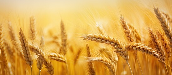 Wall Mural - Close-up view of a stunning agricultural field with ripening wheat, featuring a copy space image.