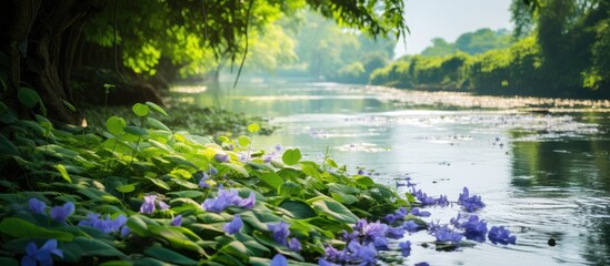 Water hyacinth in the river. Creative banner. Copyspace image