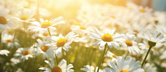 Poster - Chamomile petals in the sun. Creative banner. Copyspace image