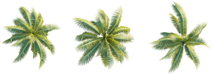 Poster - Cocos nucifera tree top view, tree plan 4k png cutout