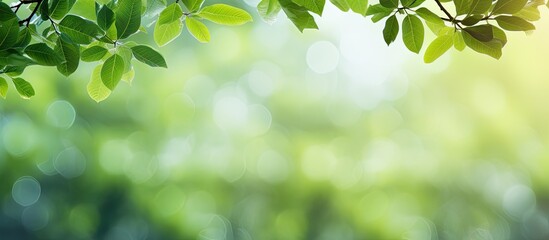 Aufkleber - branches with green leaves beautiful green background. Creative banner. Copyspace image