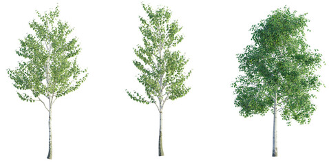 Sticker - Betula pendula, Birch 4k png cutout