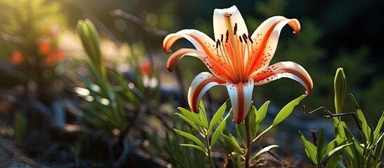 Poster - Beautifull wild lily found whilst hiking. Creative banner. Copyspace image