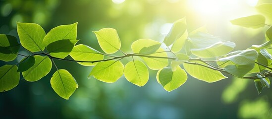Poster - Leaves light in the day. Creative banner. Copyspace image