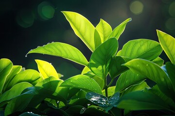 Poster - Lush green leaves illuminated by sunlight, creating a vibrant, natural scene perfect for themes of nature and growth.