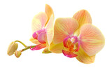 Close-up of a vibrant yellow orchid with pink highlights, showcasing natural beauty. Perfect for floral and botanical-themed projects.