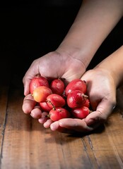 Wall Mural - hands with handful of red mombin fruits