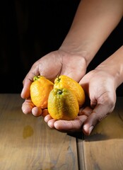 Wall Mural - hands holding yuzu fruits on a wooden table