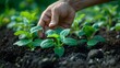 © sakareeya - Hands gently planting seedlings in a vegetable garden, showing rich soil and green sprouts