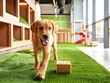 © Iryna - Playful puppy in colorful indoor play area