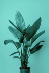 Wall Mural - Potted Plant on Blue Wall