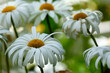 © Heidi Patricola - closeup of daisies in the garden