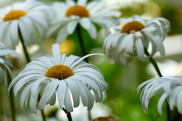 closeup of daisies in the garden