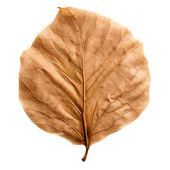 Sticker - dry aging leaf isolated on white