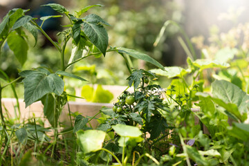 Aufkleber - Homegrown tomatoes on a rural organic farm