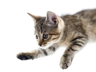 Poster - A cat is laying on a white background with its eyes closed. The cat appears to be relaxed and content