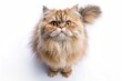 © Mickey - Top view of Fluffy Persian Cat with Big Eyes Sitting on White Background - Adorable Feline Pet Portrait with Long Fur and Cute Expression