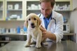© Enigma - Professional veterinarian is conducting a health examination of a cute golden retriever puppy in a clinic. Focus on the pet receiving care with medical equipment in the background