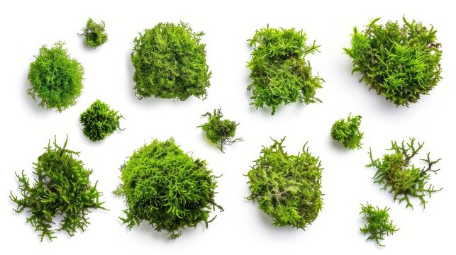 scattered green moss isolated on white background top view of natural organic texture botanical cutout design element