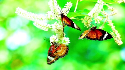 Wall Mural - 4K The butterflies in the clip appear to be from the genus *Cethosia*, commonly known as Lacewing butterflies. Their vibrant orange and black patterns with white markings are distinctive characteristi