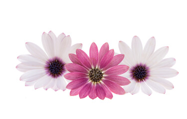 Sticker - Osteospermum Flower isolated