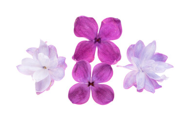 Poster - lilac flowers isolated