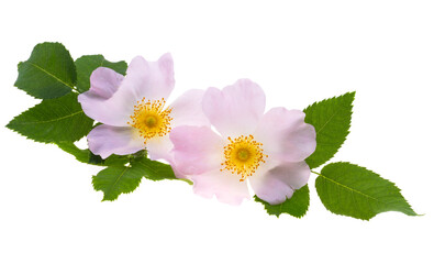 Poster - rosehip flower isolated