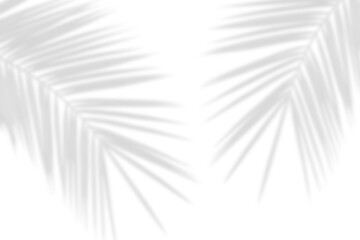 Wall Mural - palm leaf shadow on transparent background. shadow from tropical plant leaf. natural tree branch sha