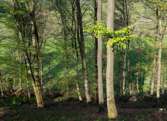 Wall Mural - fresh spring leaves on beech trees in german forest