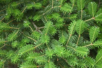 texture of conifer branches as background, sustainability concept, young needles as background close-up 