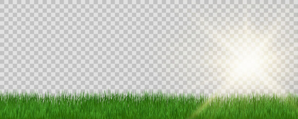 Wall Mural - Grass border, vector illustration. Vector grass, lawn. Grass png, lawn png. Green grass with sun glare.	