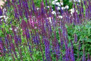 Wall Mural - Blooming purple sage in summer garden