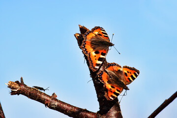 Wall Mural - Two Lesser tortoiseshell (Vanessa urticae) arranged mating dance at the birch syrup feeding site