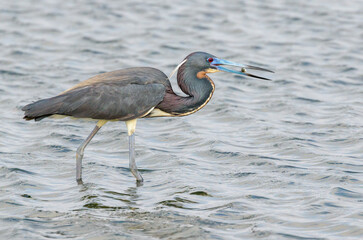 Sticker - Tricolored heron (Egretta tricolor) eating a little caught fish, Galveston, Texas, USA.