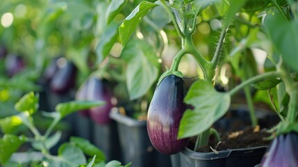 Hanging eggplant vegetable in an agriculture greenhouse