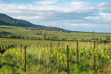 Wall Mural - Blick über Weinfelder auf das Weindorf Weyher, Pfalz