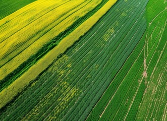 Wall Mural - Aerial view of bright green and yellow crop fields, canola plantations in springtime.