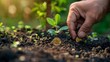 © Alpha - Hands planting a coin into the ground with a small tree already emerging, signifying the potential of eco-friendly investments
