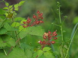 wild growing wineberries (Rubus phoenicolasius)