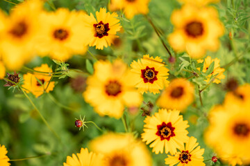 Wall Mural - Rudbekia (black-eyed-susans) flowers field, closeup of blossoming flowers