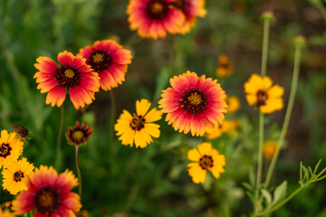 Wall Mural - Rudbekia (black-eyed-susans) flowers field, closeup of blossoming flowers