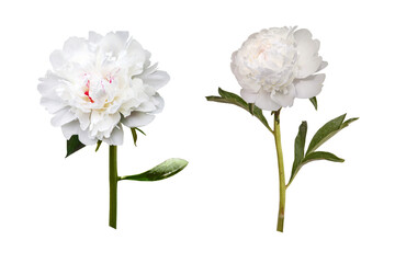 Wall Mural - White Peony Flower on transparent background