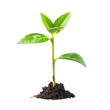 © narak0rn - A close-up of a young green plant sprouting from the soil, symbolizing growth, nature, and new beginnings.