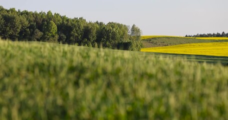 Wall Mural - a new wheat harvest in the spring season, the first spikelets of wheat in windy weather in rural areas