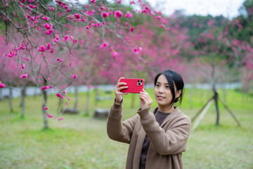 Poster - Woman use smart phone to take photo under the sakura tree