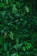 Wall Mural - lush green plant with many leaves and stems