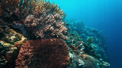 Sticker - Coral reef near the Komodo island in Indonesia