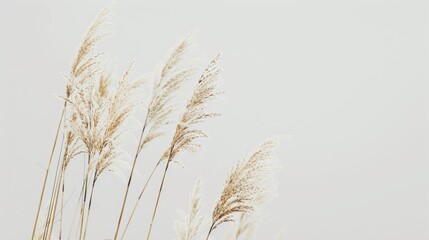 Wall Mural - wheat ears isolated on white background