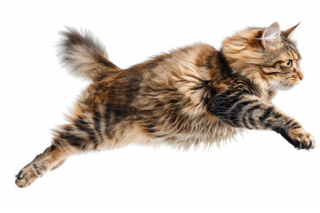 A cat mid-jump, body stretched out, isolated on a white background