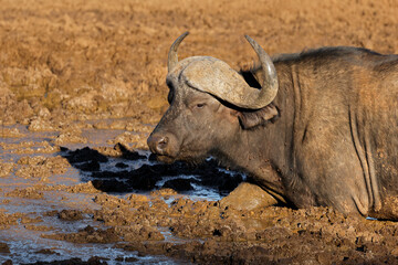 Wall Mural - portrait of an african buffalo (syncerus caffer) in a muddy waterhole, mokala national park, south a